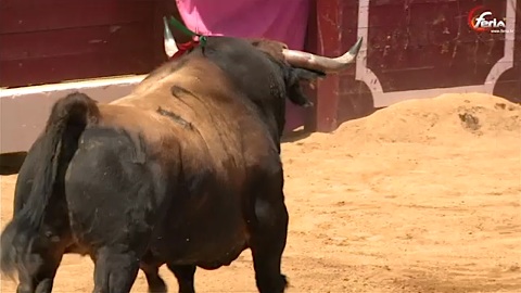 envic-de-toros-2014