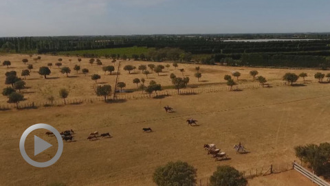 boujan-sur-libron-les-ganaderias-pour-toros-y-campo