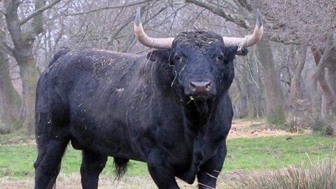 presentation-de-la-feria-de-la-crau