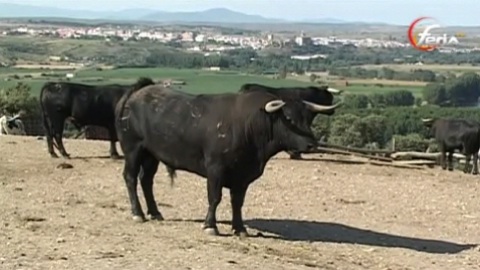 campo-ganaderia-jara-del-retamar