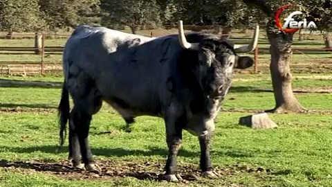 ganaderia-hernandez-pla-san-martin