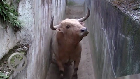 orthez-debarquement-des-toros-de-prieto-de-la-cal