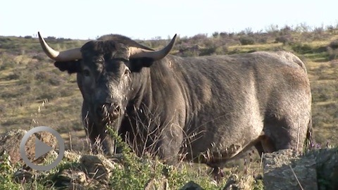 feria-de-beziers-2017