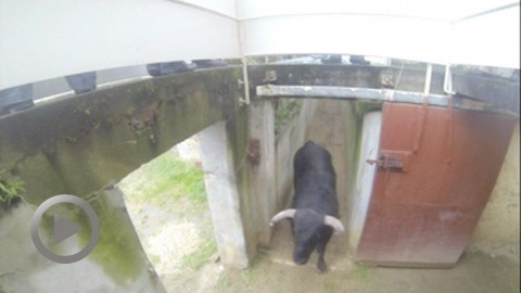 novillos-de-luis-algarra-pour-mugron