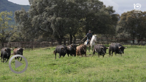 dax-los-toros-de-victoriano-del-rio-para-la-primera-corrida-de-dax