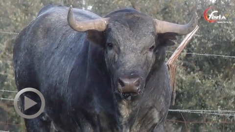 vic-fezensac-les-toros-de-la-corrida-concours
