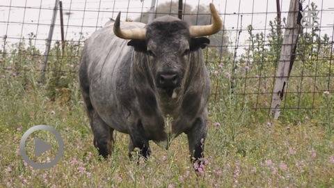 vic-fezensac-los-toros-de-la-corrida-concurso