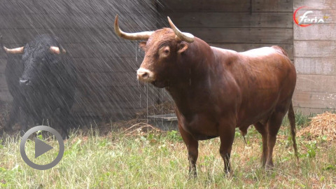 orthez-debarquement-des-toros-portugais-de-veiga-teixeira
