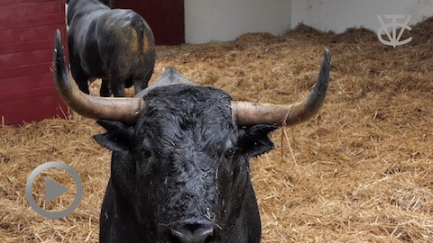 vic-21-desembarque-de-los-toros-de-jose-escolar-gil