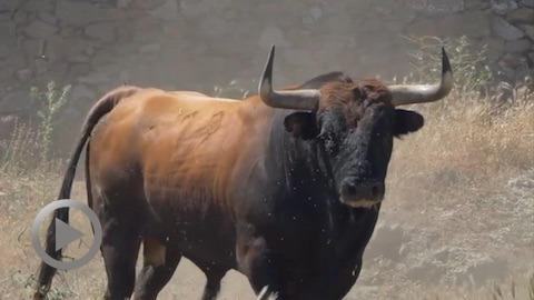 orthez-les-toros-du-defi-campo-charro