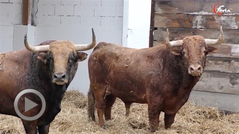vic-fezensac-les-toros-de-pedraza-de-yeltes