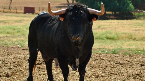 toros-de-los-bayones-pour-beaucaire