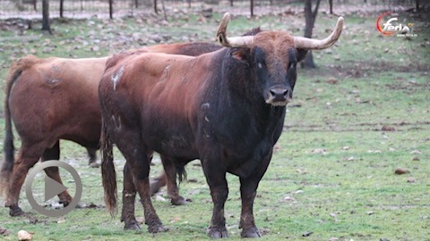 vic-fezensac-toros-de-pedraza-de-yeltes