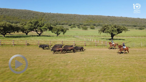 feria-de-dax-los-toros-de-el-freixo