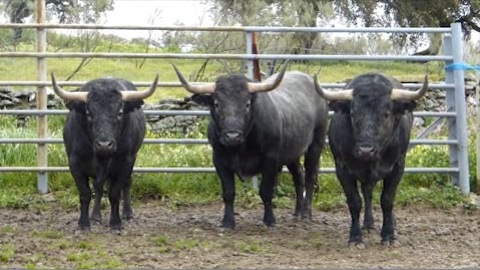 madeleine2013-toros-campo.jpg