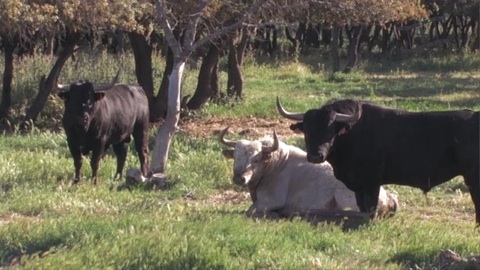 les-toros-des-freres-gallon-pour-mimizan