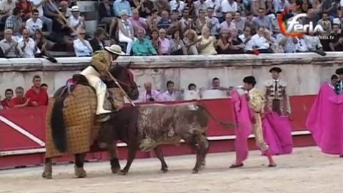 datilero-grand-toro-de-miura
