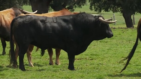 les-toros-de-montalvo-pour-dax