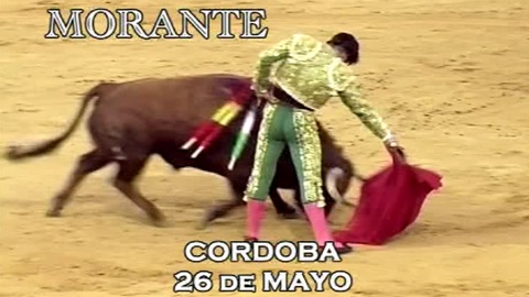 arrimon-de-morante-en-cordoba
