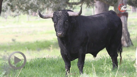 vic-corrida-de-palha