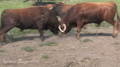 novillos-de-piedraescrita-pour-garlin