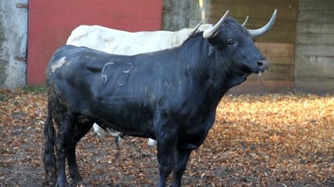 les-novillos-de-palha-pour-orthez