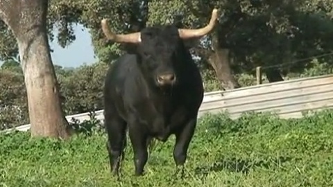 ceret-novillos-de-moreno-de-silva
