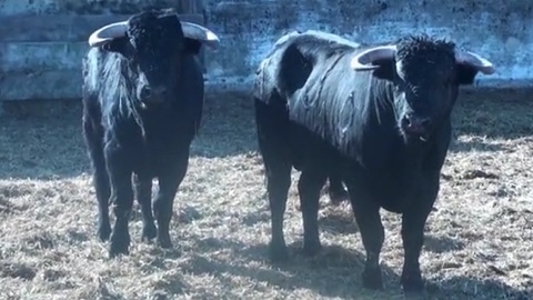 arzacq-novillos-de-santafe-marton