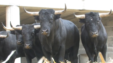 orthez-beaux-novillos-de-zaballos