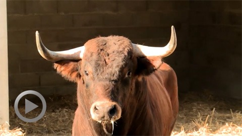 orthez-debarquement-novillos-el-retamar