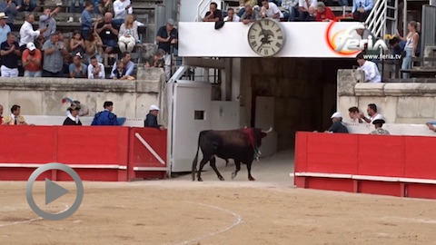 indulto-du-toro-gamus-de-marge-par-antonio-ferrera