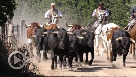orthez-presentation-de-la-journee-taurine-valverde