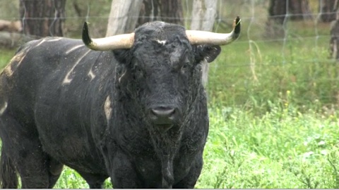 toros-de-raso-de-portillo-pour-orthez