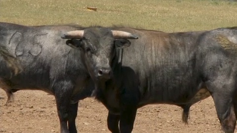 les-novillos-de-valdellan-pour-orthez