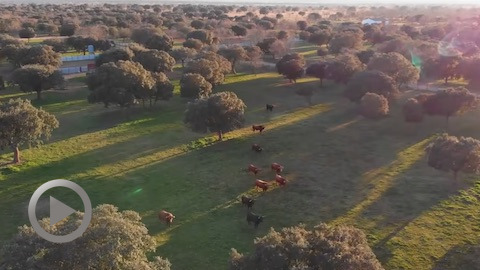 les-pedraza-de-yeltes-pour-toros-y-salsa