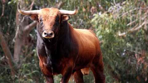 orthez-presente-sa-journee-taurine