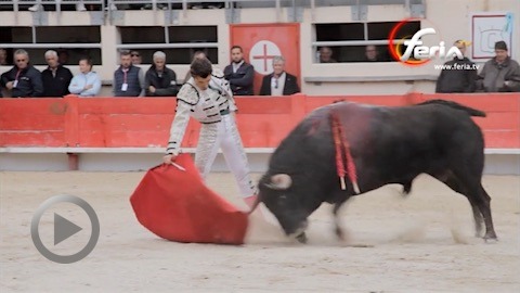 st-martin-oreille-de-robleno-et-chacon-face-aux-toros-francais