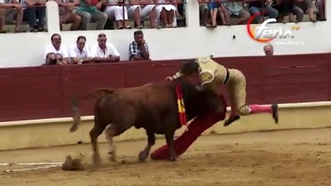 novillada-de-saint-sever