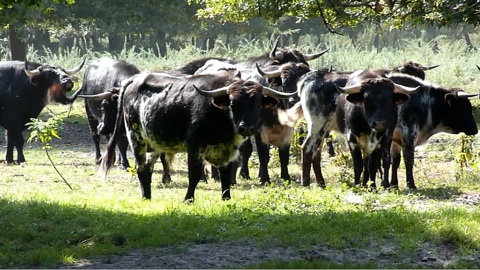 les-novillos-de-malabat-pour-st-sever