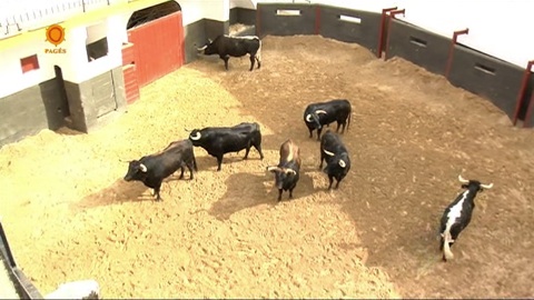 les-toros-pour-seville-ce-vendredi