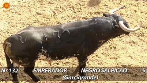 les-toros-de-garcigrande-pour-seville