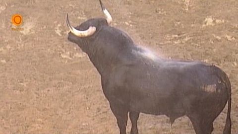 les-toros-de-carmen-segovia-pour-seville