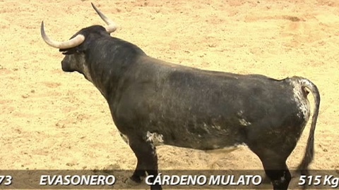 les-conde-de-la-maza-pour-seville