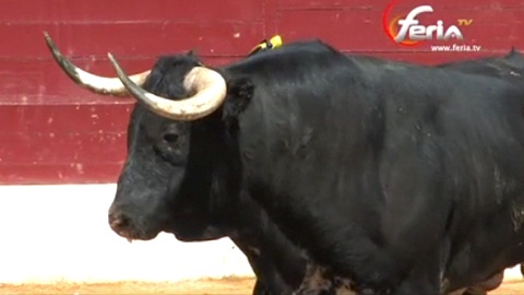 envic-de-toros