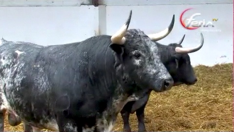 les-toros-pour-vic-fezensac