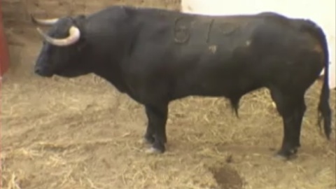 acho-toros-de-san-esteban-de-ovejas