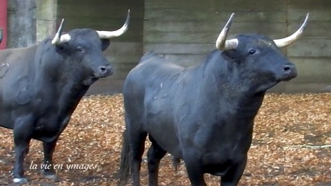 les-toros-de-veiga-teixeira-pour-orthez