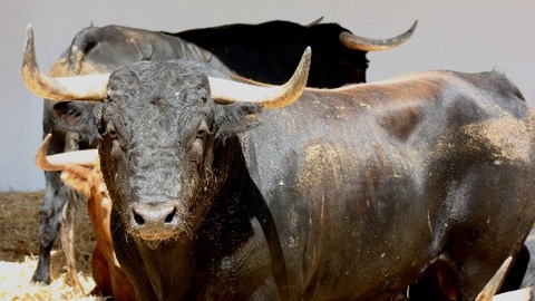 les-toros-pour-vic-fezensac