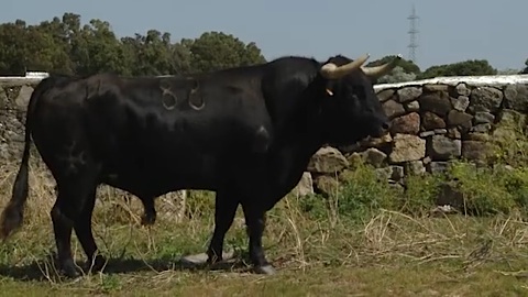 torrestrella.jpg
