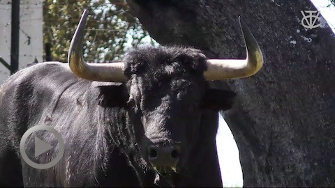 toros-de-dolores-aguirre-para-vic-fezensac
